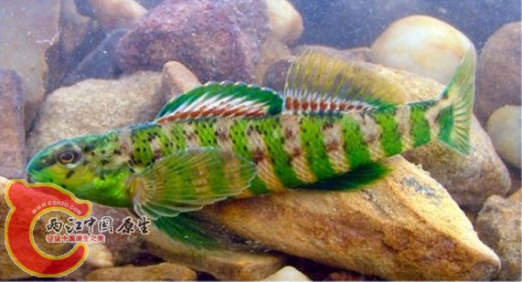 Banded Darter.jpg