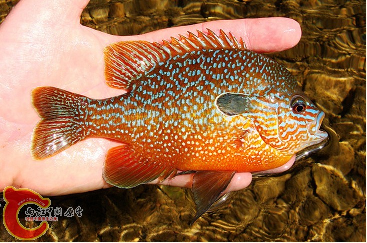 Central Longear Sunfish2.jpg