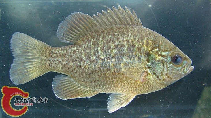 Spotted Sunfish.jpg