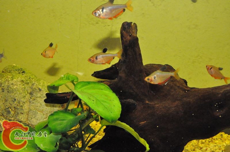 不怎么茂盛的水榕和侵略性强的扯旗