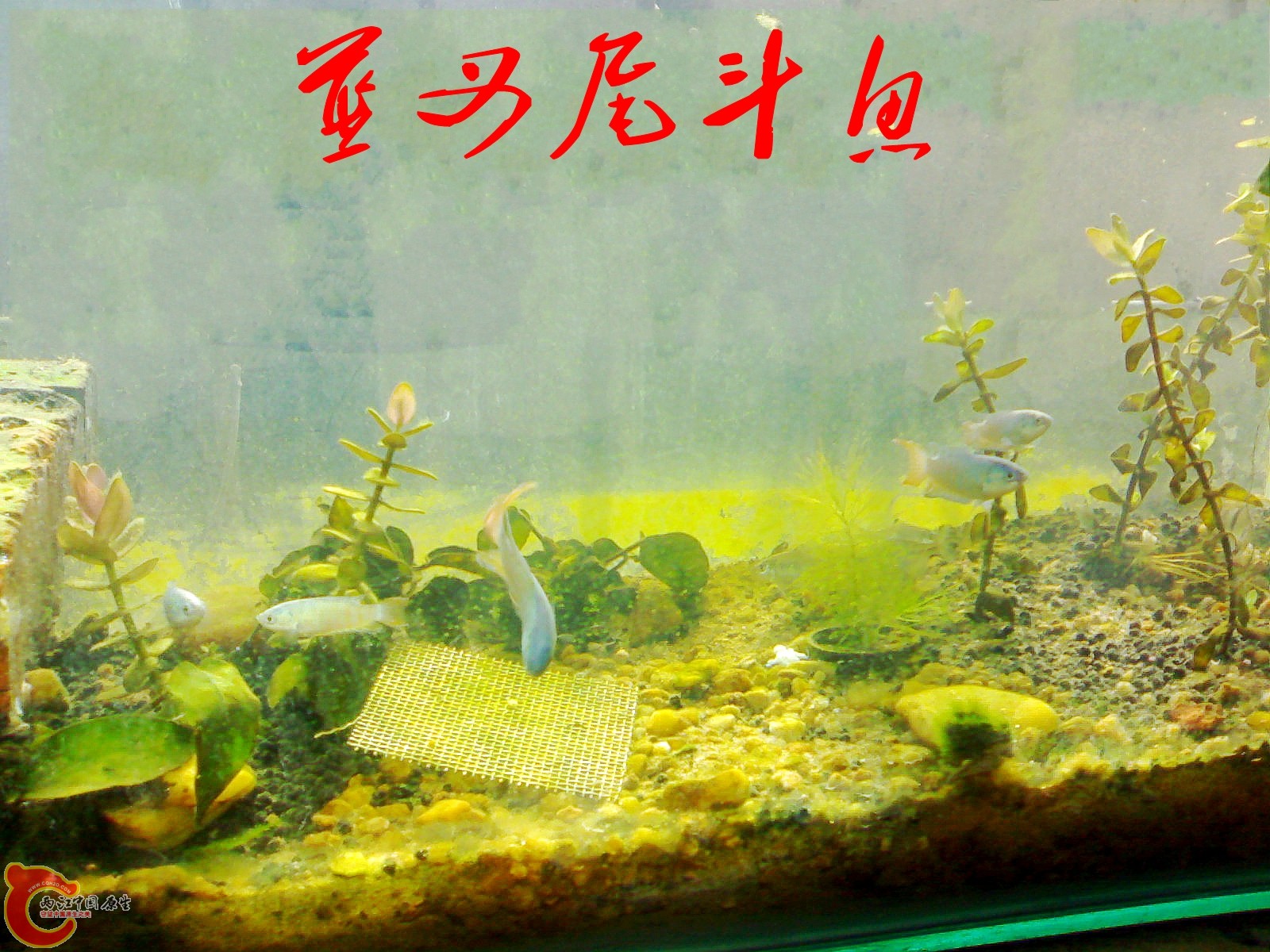 蓝叉尾斗鱼