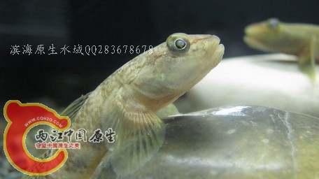 李氏06.jpg