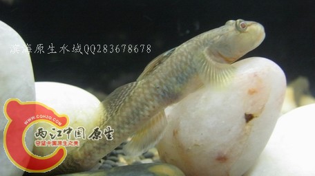 李氏01.jpg