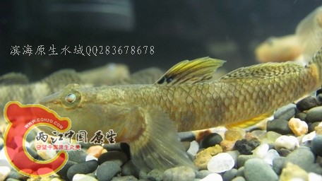 李氏04.jpg
