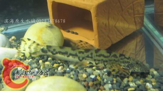 樱口鳅01.jpg