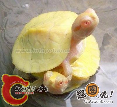 白化巴西龟