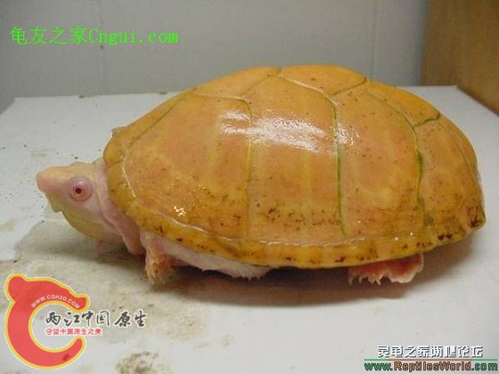 白化剃刀
