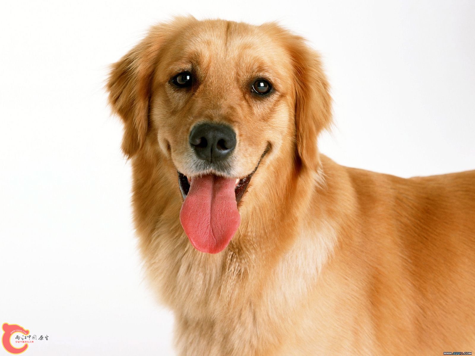 dog1.jpg