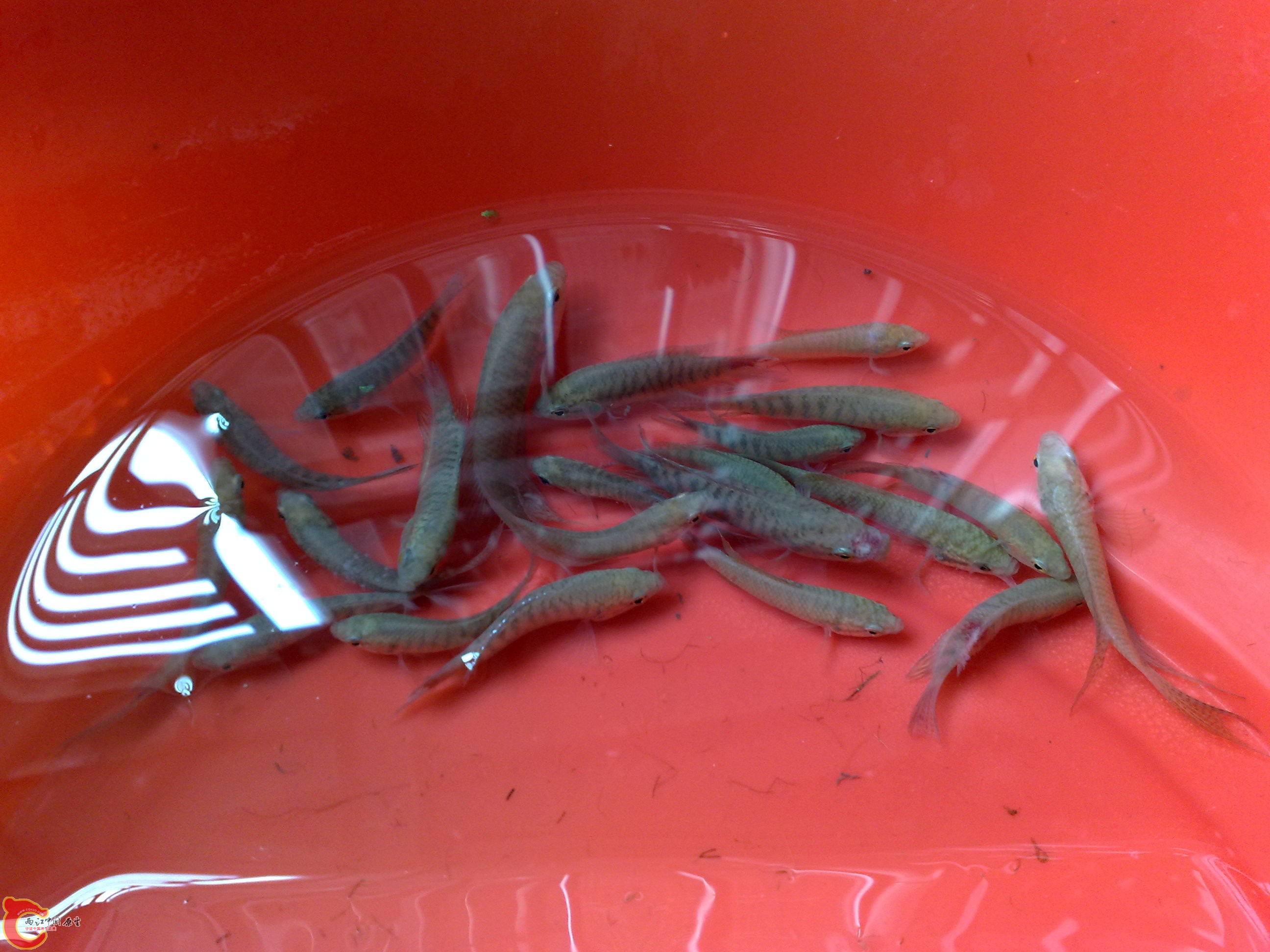 其它与水霉毒战斗的斗