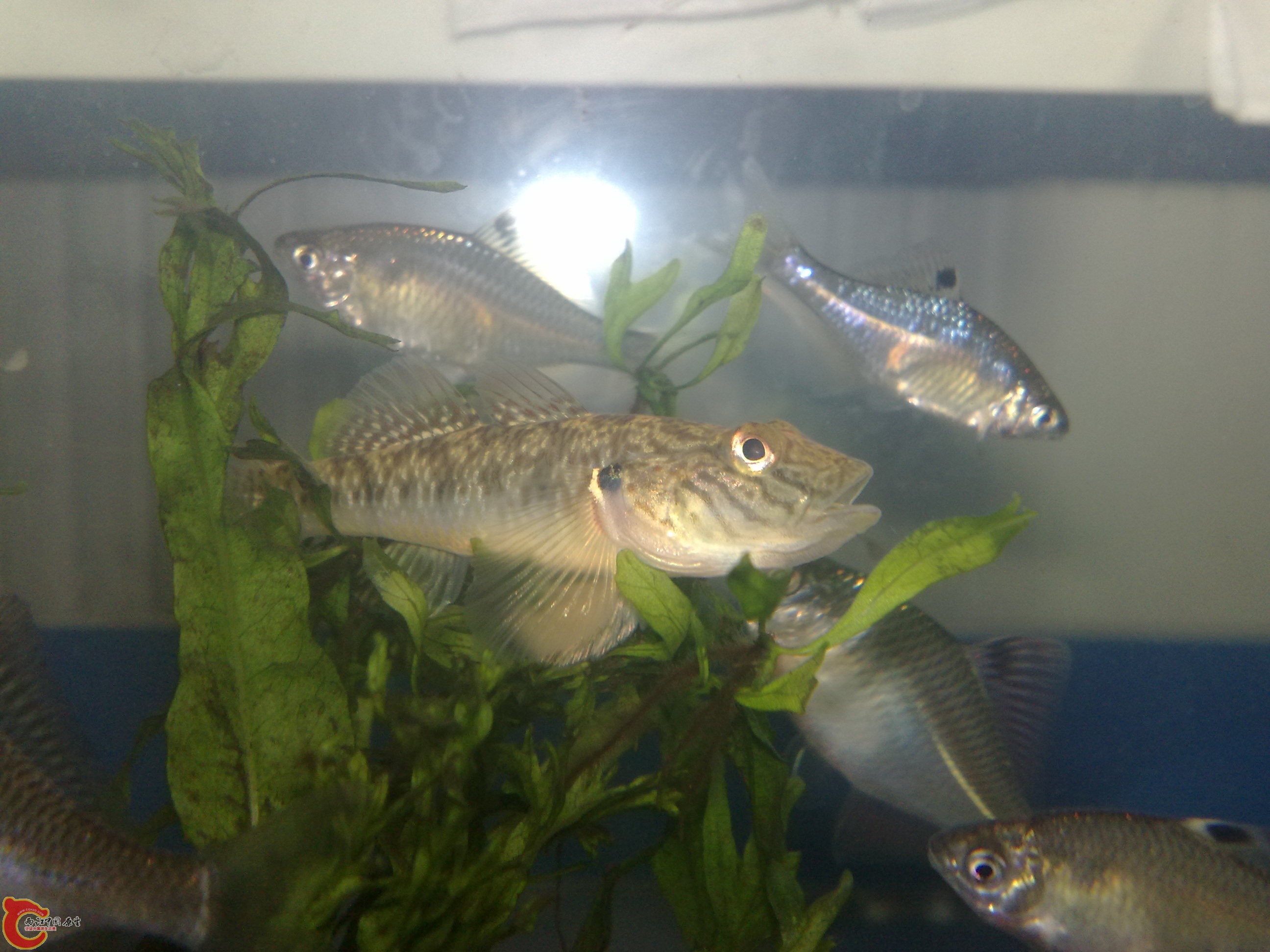 20110107738.jpg