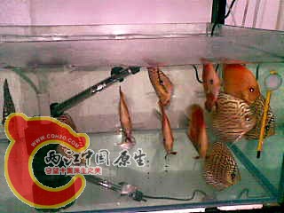 红富士 豹纹-.jpg