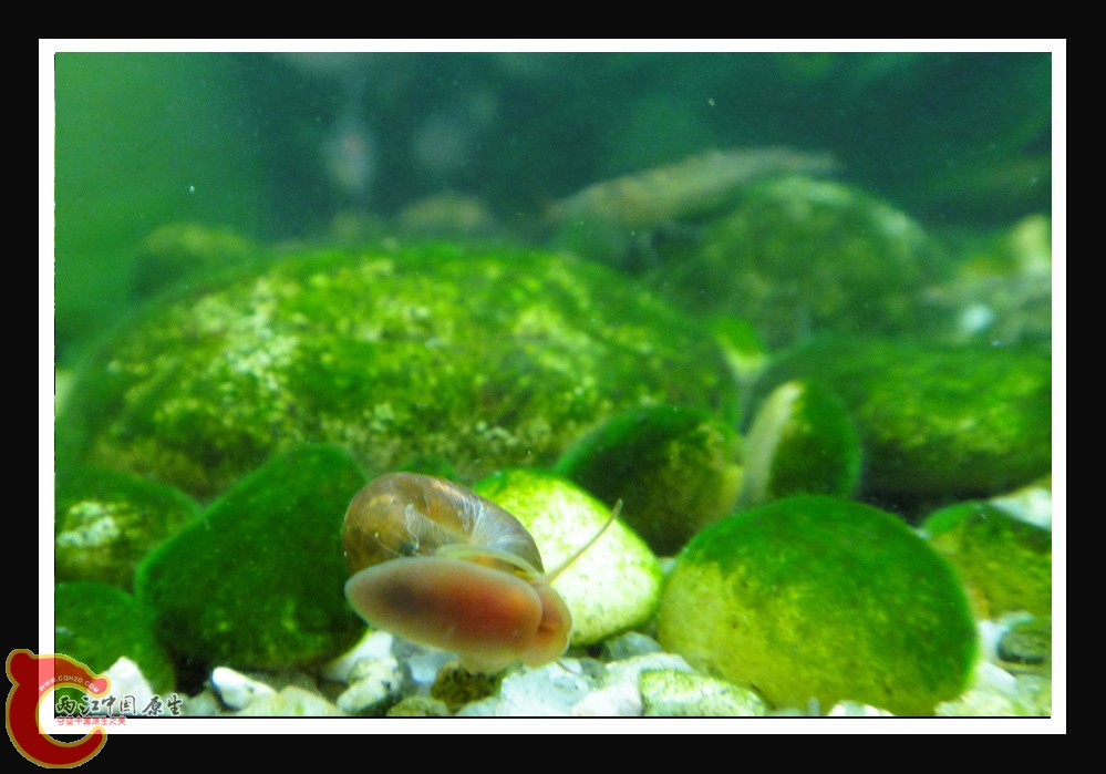 螺DSC01624.JPG