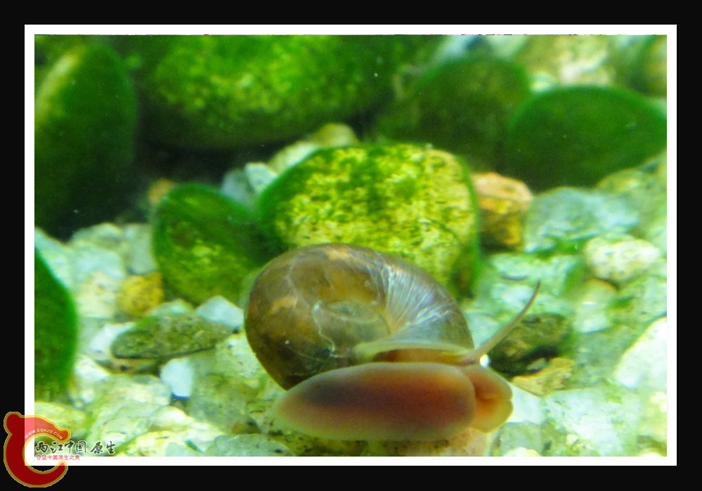 螺DSC01626.JPG