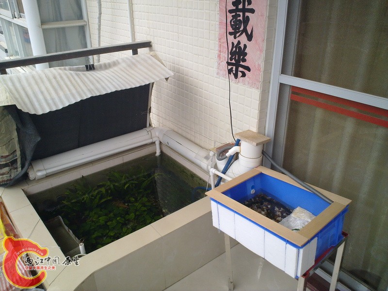 阳台鱼池全景1_调整大小.jpg