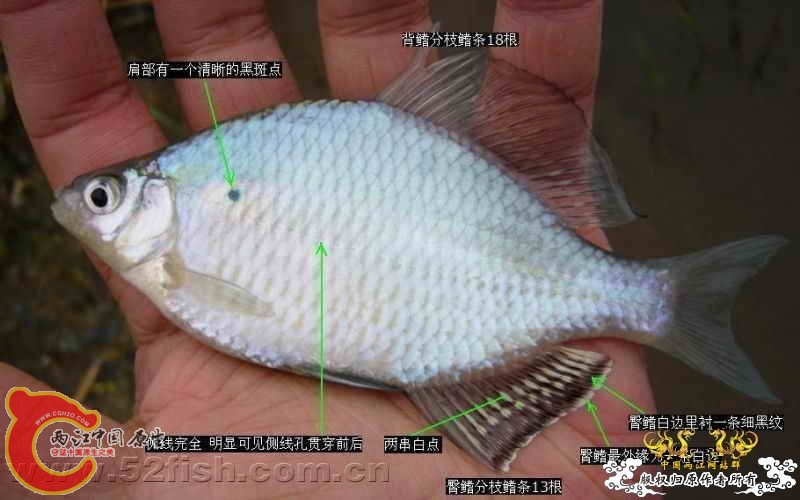 大鳍