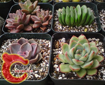 DSC07321 拷贝.jpg