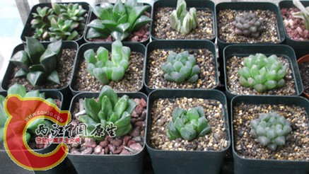 DSC08432 拷贝.jpg