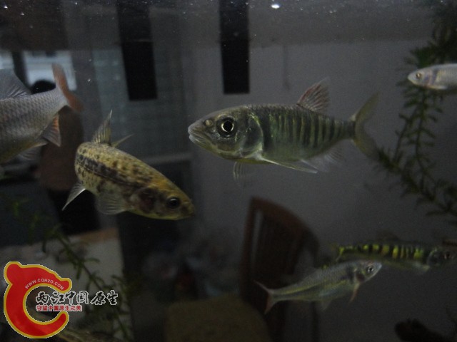 DSC00254.JPG