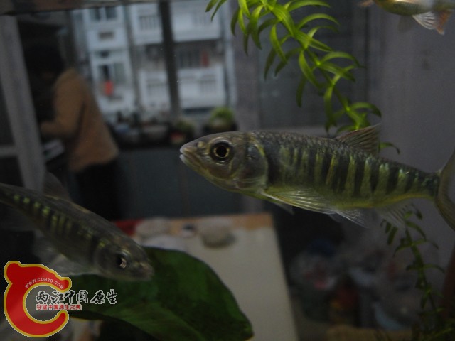 DSC00265.JPG