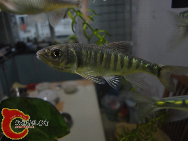 DSC00266.JPG