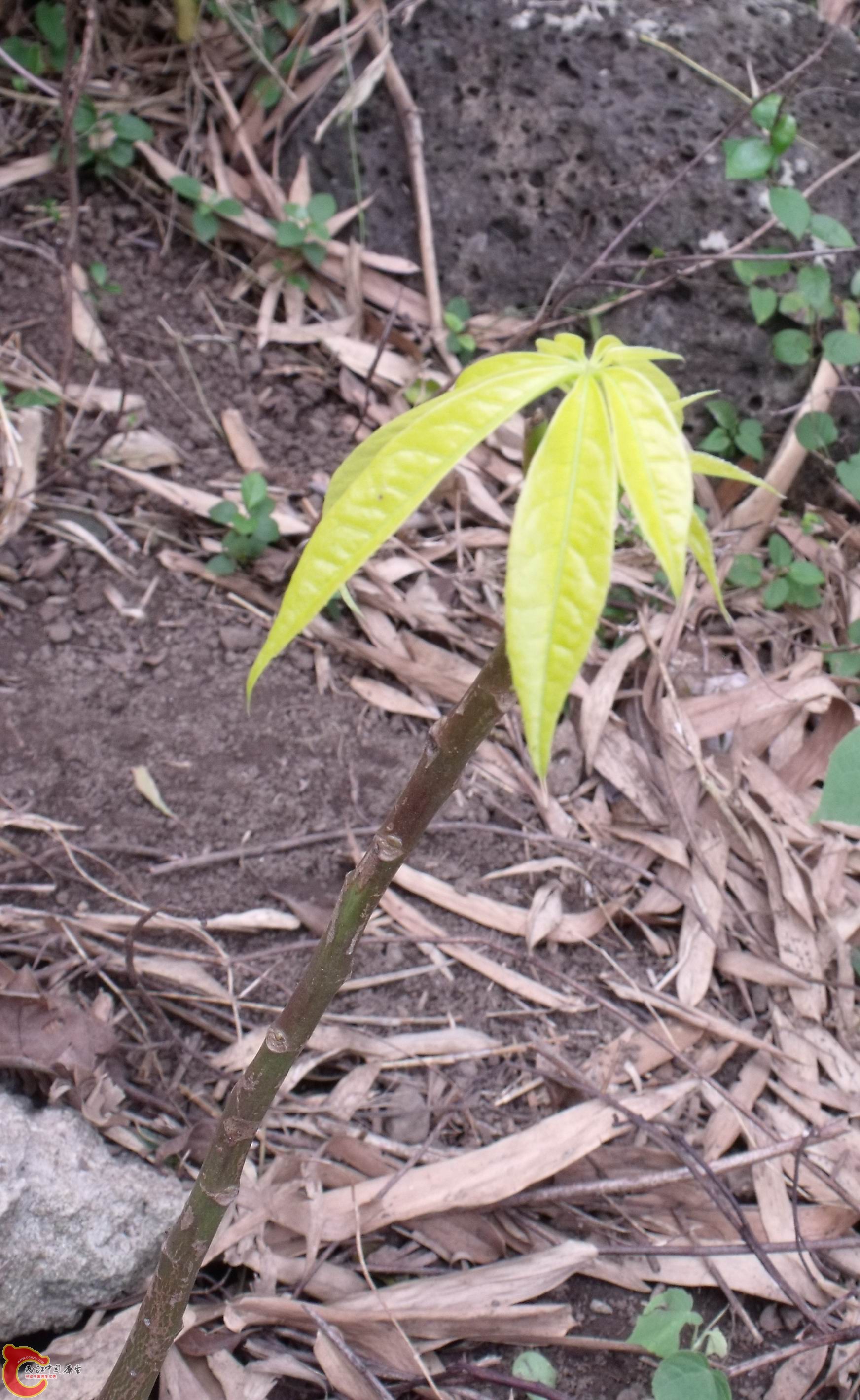 DSCF1084.JPG