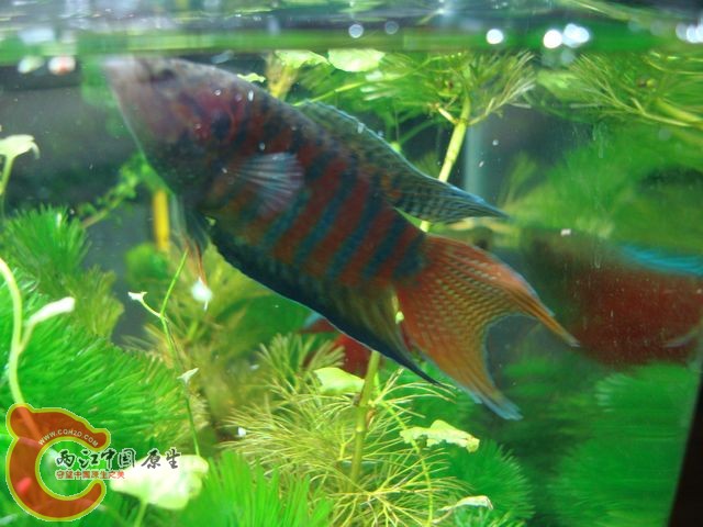 nEO_IMG_DSC03416.jpg