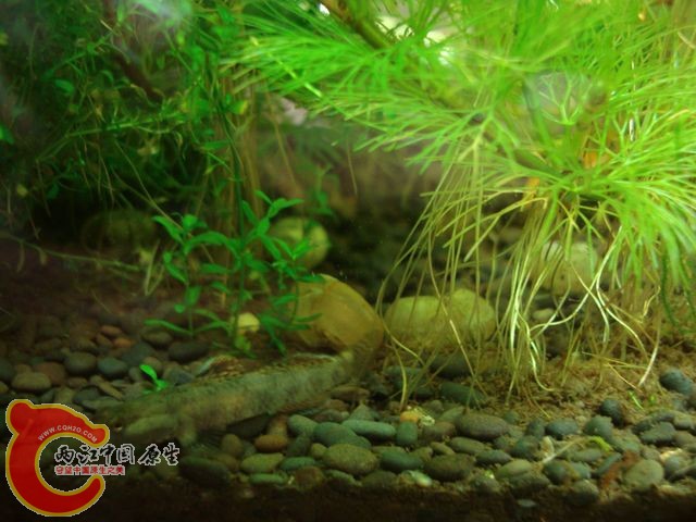 nEO_IMG_DSC03385.jpg