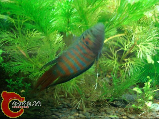nEO_IMG_DSC03414.jpg