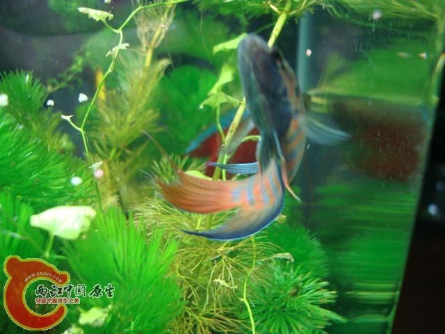 nEO_IMG_DSC03415.jpg