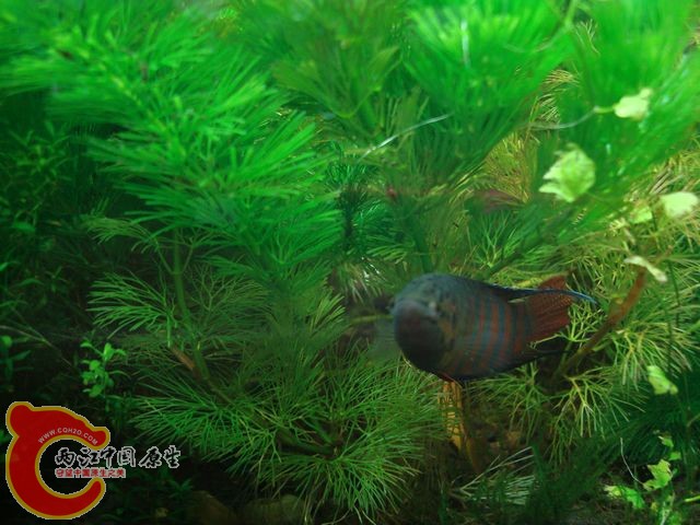 nEO_IMG_DSC03393.jpg