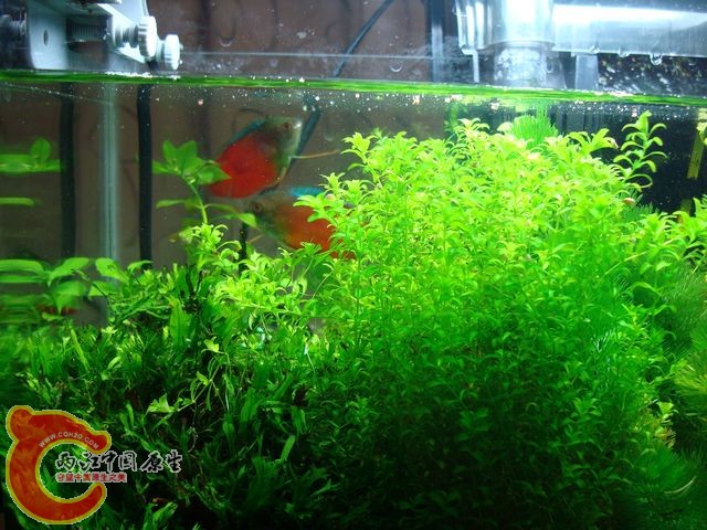 nEO_IMG_DSC03526.jpg