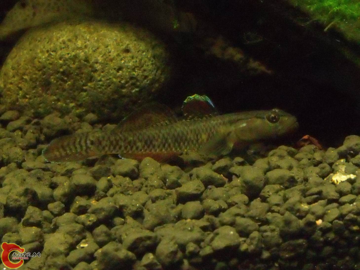 2011_01050035.JPG