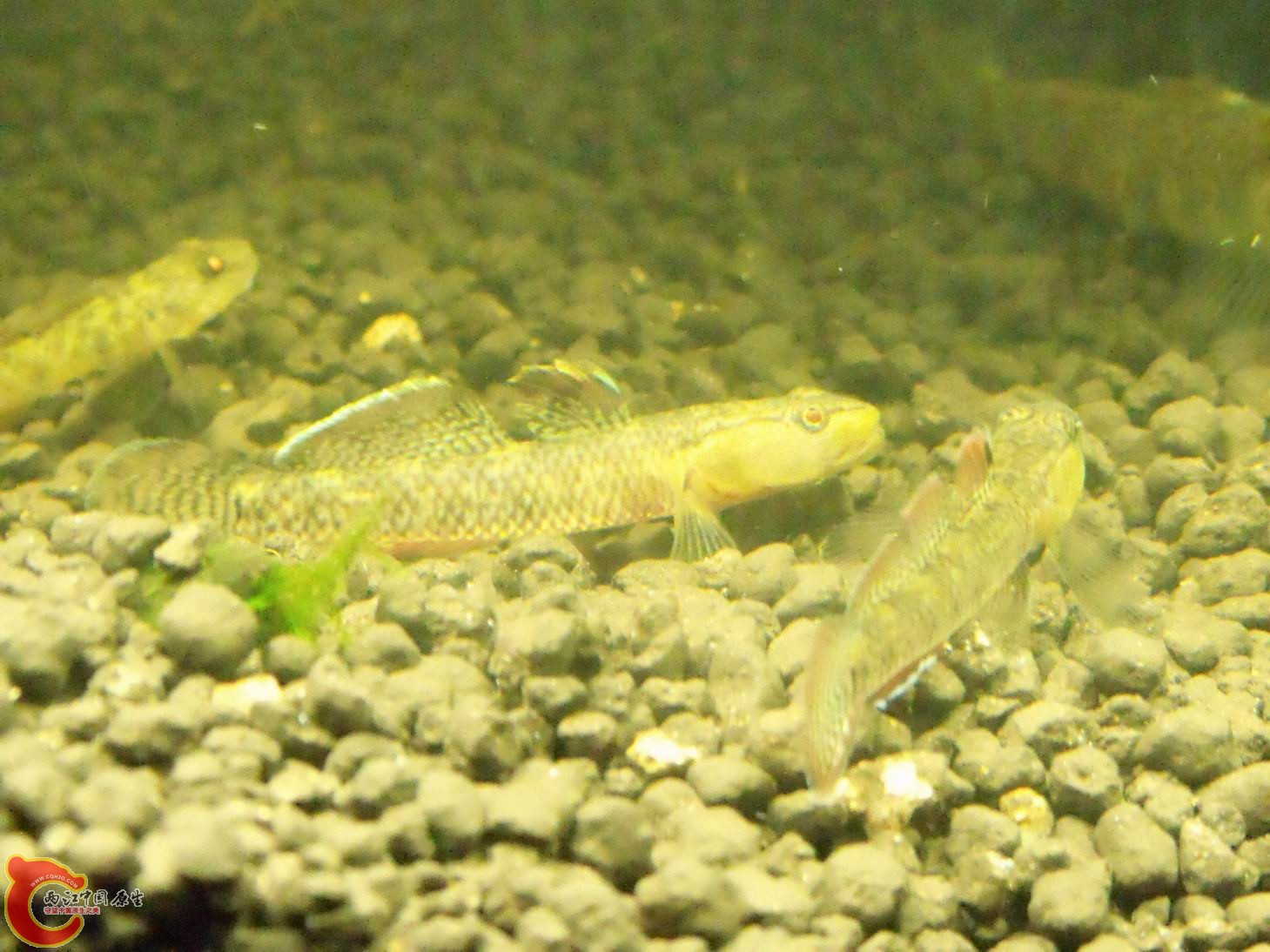 2011_01050025.JPG