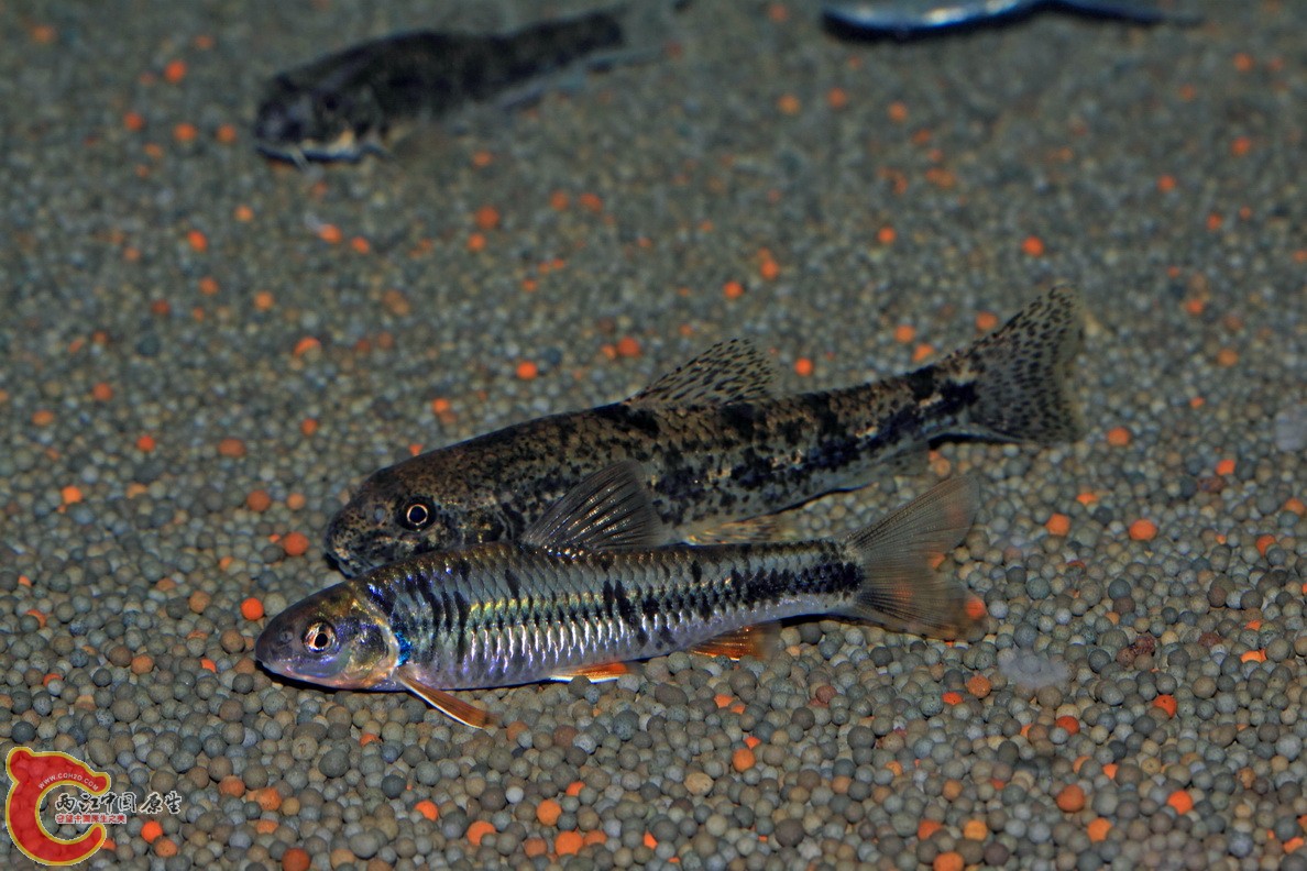 IMG_2342.JPG