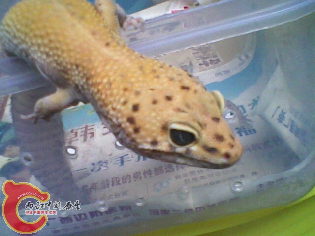 IMG0197A.jpg