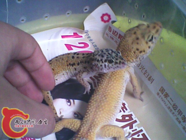 IMG0198A.jpg