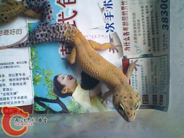 IMG0194A.jpg