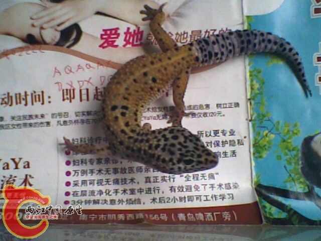 IMG0195A.jpg