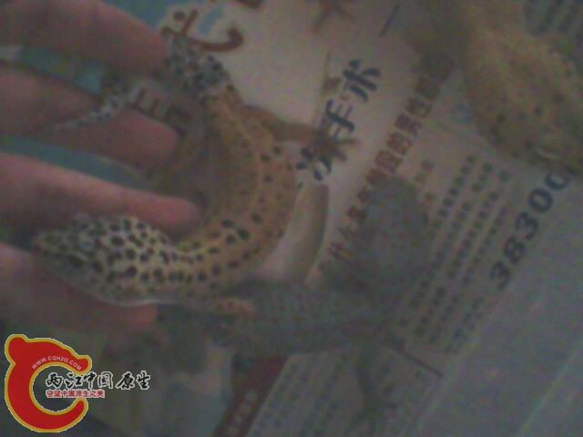 IMG0205A.jpg