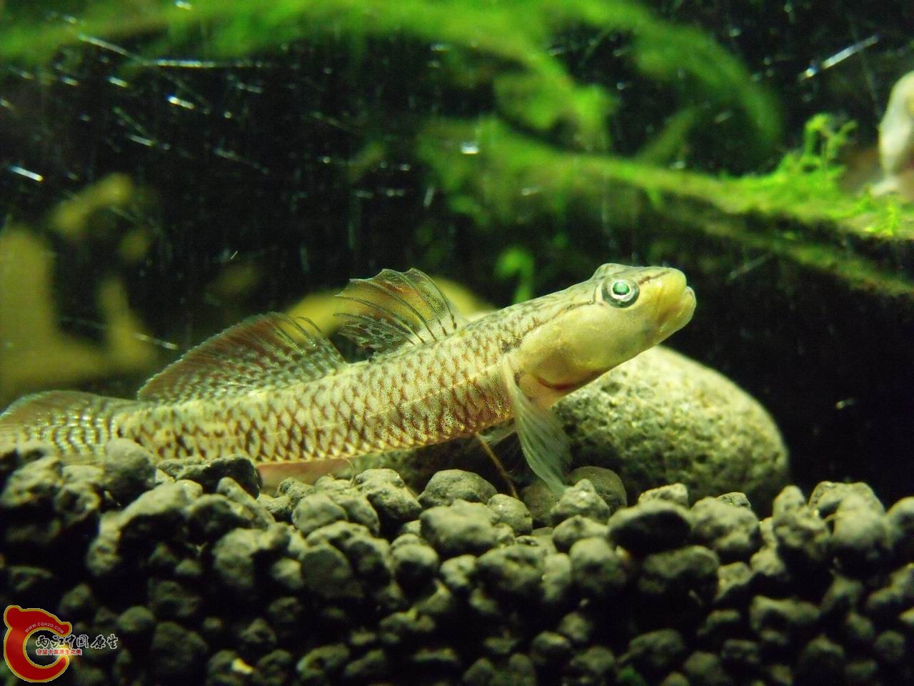 这个富士摆了很久