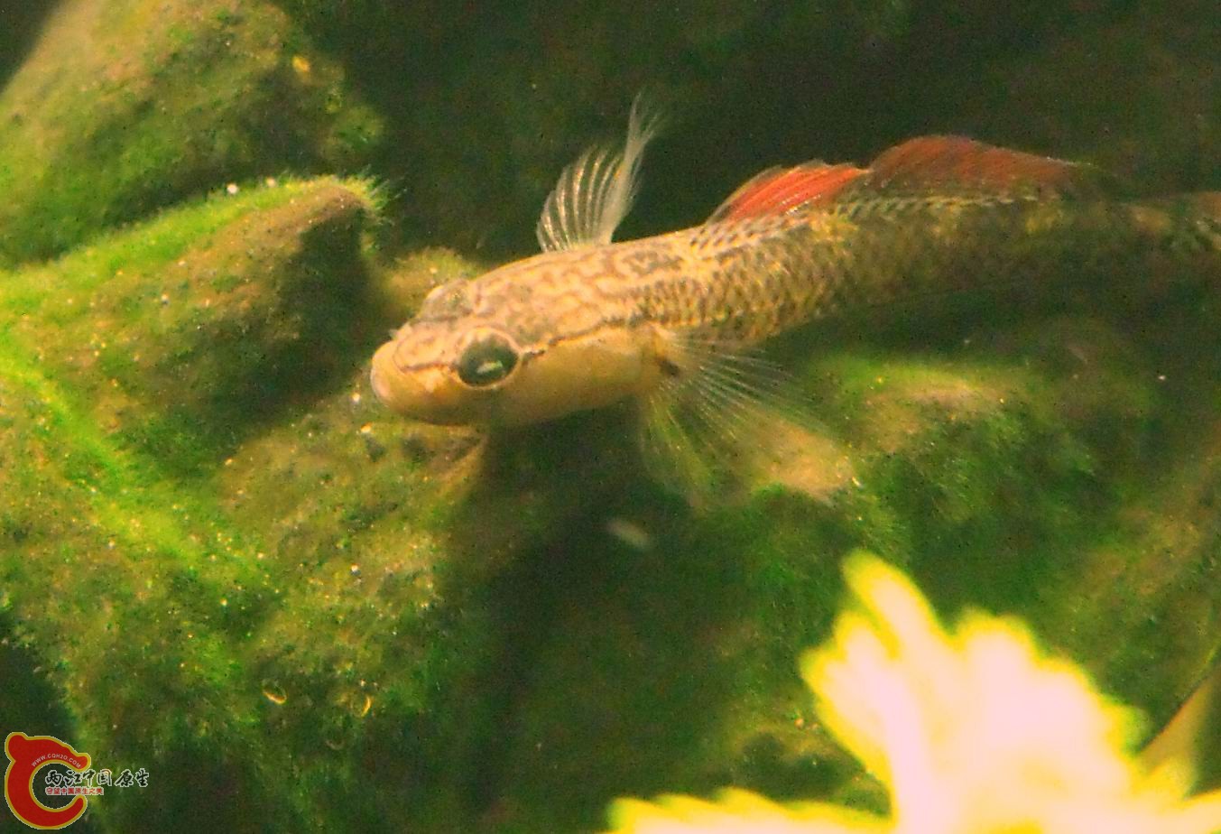 背鳍红吧？其实有时它更红。