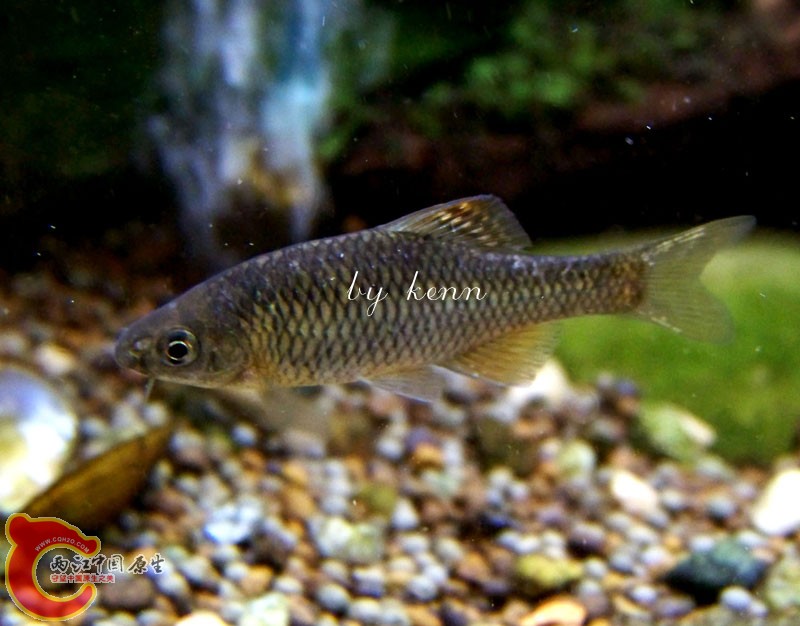 SP橙色胡子鱊