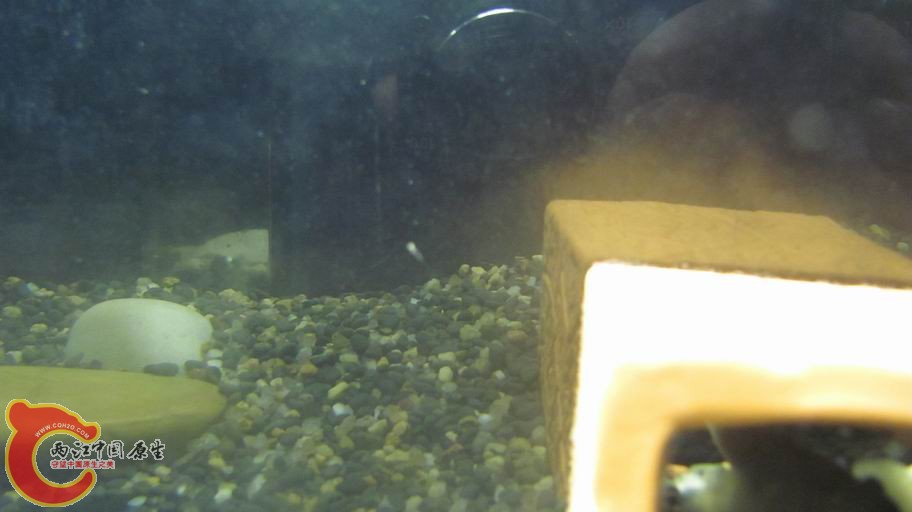 第一条小鱼诞生了,图片不清晰凑合看吧.