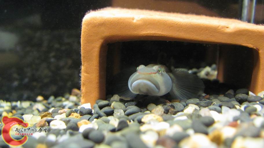 它像一位镇守边防的战士无时不刻的在那看护的鱼卵.