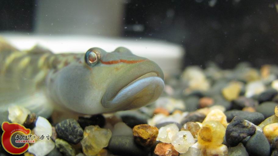 经过长时间的护卵和扇动,它已经疲惫不堪了.