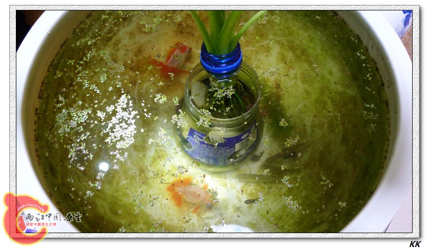 原来家中的原生缸，绝对原生态，生态平衡，基本不用打理。