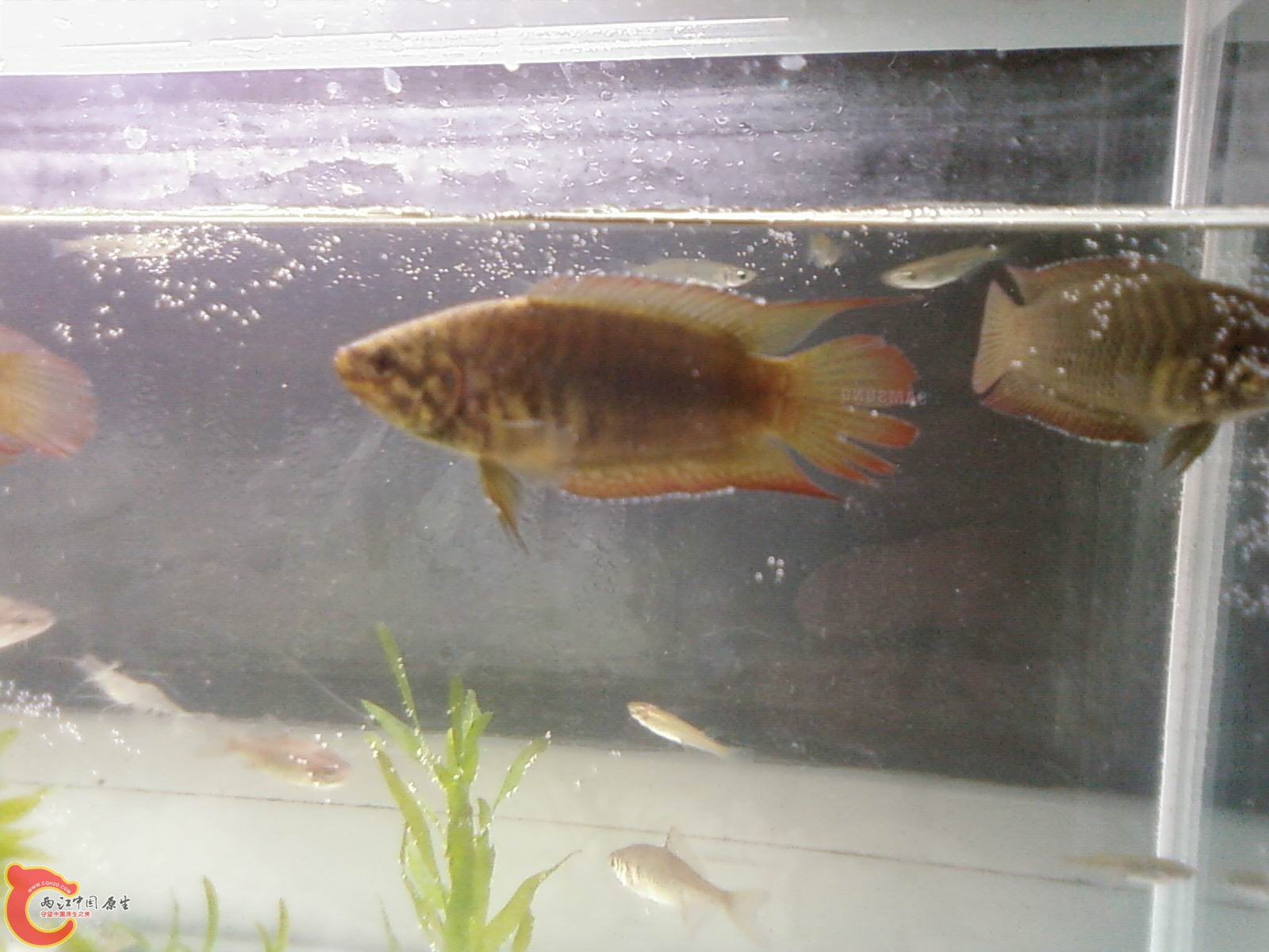 在鱼食里找到的！挺多！有的颜色深有的浅！