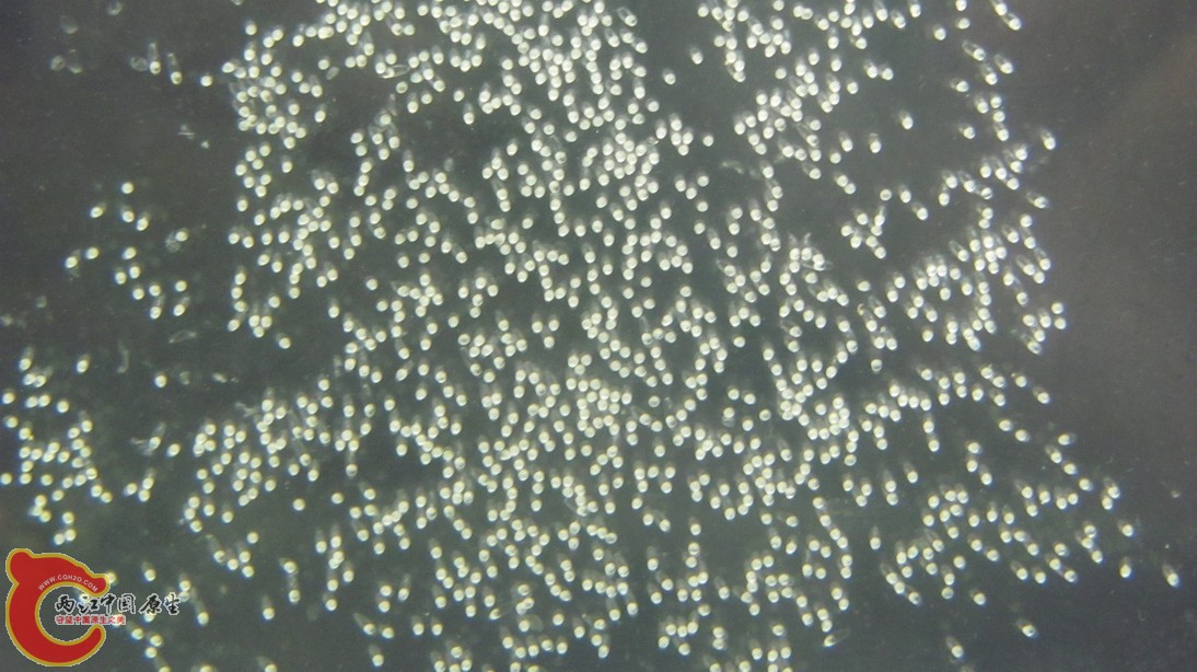 因鲷罐上全是白毛，我想母鱼才把卵产到了缸壁上。