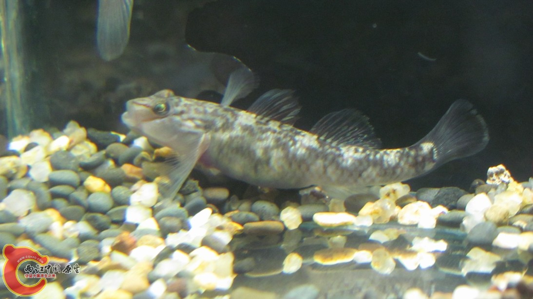 这是现在小鱼的母亲，嘴唇黑黑的，春天又来了。