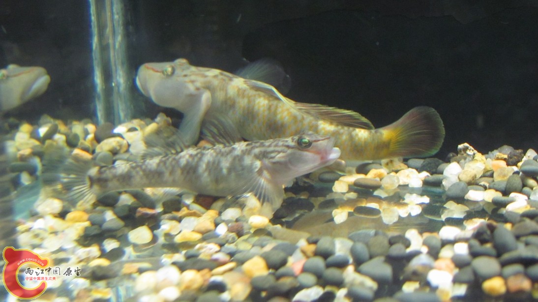 它俩又TM有想法了。